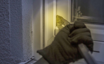 Yvelines : mis en fuite par sa victime, le cambrioleur est arrêté dans une voiture avec son butin