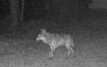 Seine-Maritime : un loup photographié à Londinières dans le Pays de Bray ?  