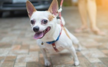 Un chiwawa écrasé par une voiture : la conductrice avait plus de 1,80 g d'alcool dans le sang