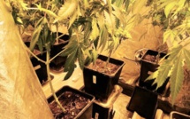 Il cultivait de l'herbe de cannabis : la Police débarque chez lui, à Rouen 