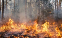 Violent feu de forêt en Seine-Maritime : 10 hectares brûlés et 50 autres menacés