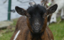 Deux chèvres isolées sur un bout de falaise à Dieppe : un acte de malveillance ? 