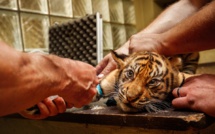 Seine-Maritime : neuf suspects entendus par la police à Rouen et au Havre pour trafic d’espèces protégées 