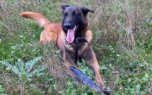 Yvelines : le flair de « Moka » et de « Lipton » permet de retrouver un adolescent et un sexagénaire disparus