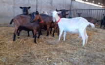 Le ministre de l’Agriculture en visite à la chèvrerie d’Élise près de Pacy-sur-Eure ce vendredi