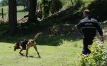 Hélicoptère et chien pisteur à la recherche d'un disparu en Seine-Maritime