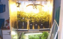 Le fumeur de joints cultivait de l'herbe de cannabis pour sa consommation personnelle