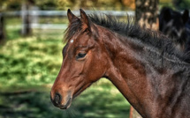 Un cheval retrouvé sérieusement blessé à la cuisse dans son enclos à Mesnil-en-Ouche, dans l’Eure  