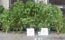Il faisait pousser des plants de cannabis dans son jardin à Petit-Quevilly