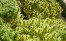 Une plantation de cannabis détectée par la caméra thermique de l'hélico des gendarmes !