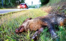 Des sangliers à l’origine de deux accidents de la route dans le parc naturel des Boucles de la Seine 