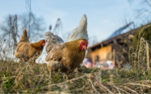 Deux cas de grippe aviaire détectés en Seine-Maritime : les volailles ont été abattues