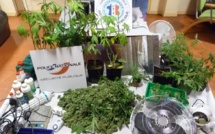 Il cultivait des plants de cannabis dans son sous-sol pour sa consommation personnelle