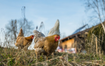Grippe aviaire : un 4ème cas confirmé en Seine-Maritime, plusieurs milliers de volailles abattues 