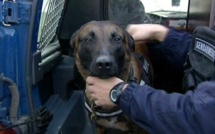 A Bernay, le chien des gendarmes mord à la cuisse et aux fesses un agresseur trop excité