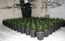 Une culture de cannabis découverte grâce à une fuite d'eau dans un appartement vide