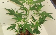 Rouen : il cultivait de l'herbe de cannabis chez lui pour en faire commerce