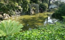 Le Havre : l'état de santé de trois arbres du parc Hauser ausculté par l'Office national des forêts