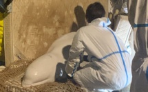 Le béluga a été euthanasié : son état s'est dégradé en cours de transport vers Ouistreham 