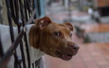 Yvelines. Un éleveur clandestin de pitbull et de staff interpellé pour maltraitance à Poissy 