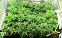 Une culture de cannabis découverte dans le sous-sol d'une maison cambriolée près de Rouen
