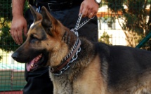 Rouen : un chien policier mordu par un autre chien lors d'une intervention pour un homme armé