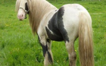 Altaïr, le cheval volé en Seine-Maritime, retrouvé dans un cirque près de Rennes