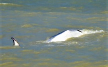 Un rorqual de 18 mètres retrouvé mort sur la plage de Saint-Valery-en-Caux 