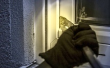 Yvelines. Deux cambrioleurs surpris par la police dans un pavillon à Houilles