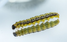 Invasion de chenilles : le parc de Clères, en Seine-Maritime, fermé vendredi après-midi