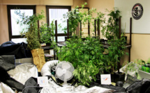 Un Yvelinois cultivait des pieds de cannabis chez lui : le trafic lui aurait rapporté 60.000 €