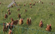 4 500 poulets dans la nature après un accident de poids lourd sur l’A13 dans l’Eure 