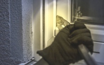 Seine-Maritime. Cinq cambrioleurs surpris en pleine action dans une maison d'Amfreville-la-Mi-Voie