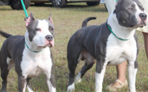 Caudebec-lès-Elbeuf : un jeune homme attaqué et mordu par les deux molosses de sa soeur