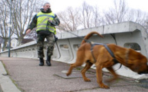 Mantes-la-Jolie : l'écolier fugueur retrouvé sain et sauf par le chien pisteur de la gendarmerie