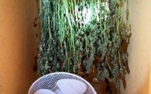 Le Havre : les plants de cannabis séchaient dans les WC...