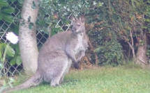 [Insolite] Le wallaby fugueur capturé avec une épuisette à Envermeu, près de Dieppe