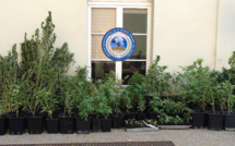 Yvelines : le toxicomane faisait pousser 158 plants de cannabis dans son grenier