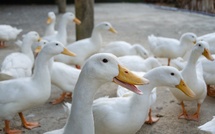 Un deuxième foyer d’Influenza aviaire dans l’Eure : mesures préventives renforcées pour contenir la propagation