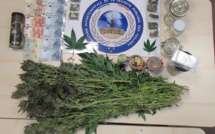 Triel-sur-Seine : une culture de plants de cannabis découverte à la faveur d'un cambriolage 