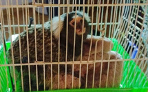 Seine-Maritime  : au Havre, un couple condamné pour détention illégale d’un ouistiti 