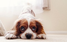 Rouen : un petit chien attaqué et blessé mortellement par un staff non tenu en laisse