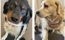 Deux chiens poignardés dans l'Eure par leur maître suicidaire : une association réclame justice 