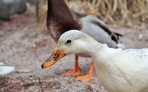 Influenza aviaire : un foyer détecté dans un élevage de canards en Seine-Maritime