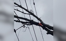 Caténaire endommagée par un arbre entre Val-de-Reuil et Vernon : le trafic Rouen–Paris paralysé plusieurs heures
