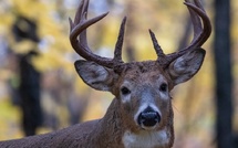 Orne : deux chasseurs jugés à Argentan après l’achèvement d’un cerf dans la propriété de Luc Besson