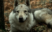 Ménilles et Pacy-sur-Eure : deux chiens loup tchécoslovaques capturés après une série d’attaques