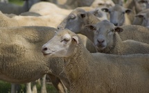 Seine-Maritime : un loup suspecté après deux attaques sur des brebis dans le pays de Bray