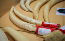 Plus de 350 kg d’ivoire saisis par la douane en Île de France : un trafic international démantelé 