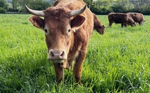 Sécheresse en Seine-Maritime : quatre premières mesures pour soutenir les agriculteurs
